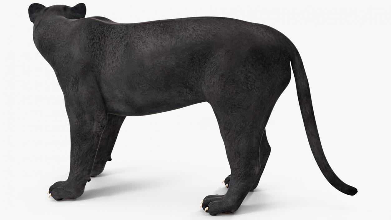 3D Black Panther Rigged for Cinema 4D 2