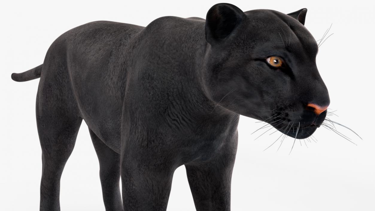 3D Black Panther Rigged for Cinema 4D 2