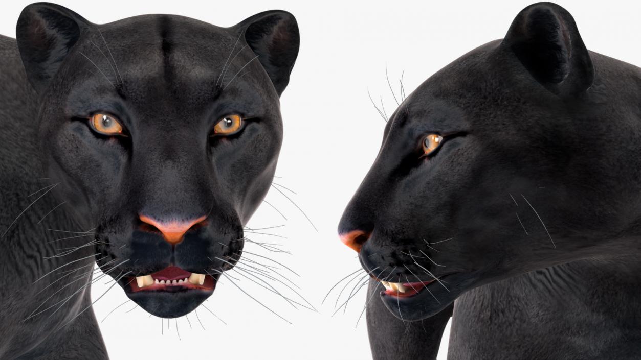 3D Black Panther Rigged for Cinema 4D 2