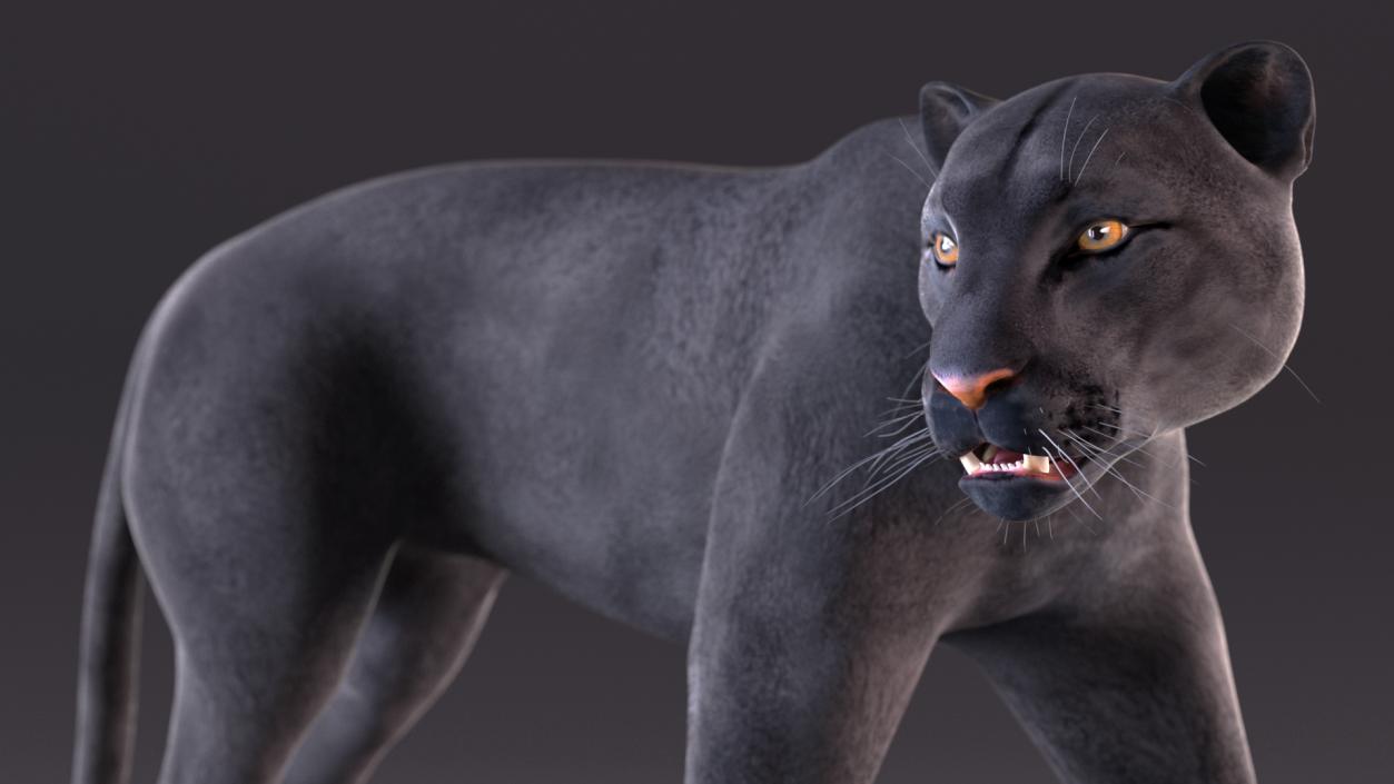 3D Black Panther Rigged for Cinema 4D 2