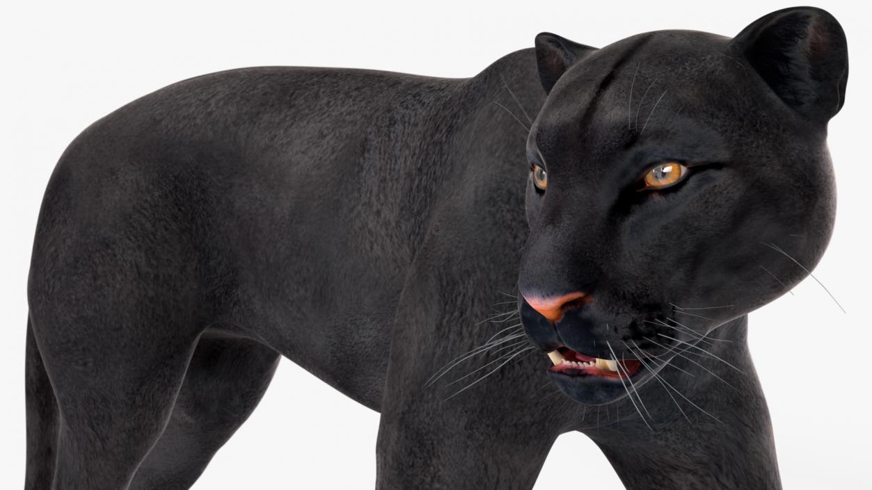 3D Black Panther Rigged for Cinema 4D 2