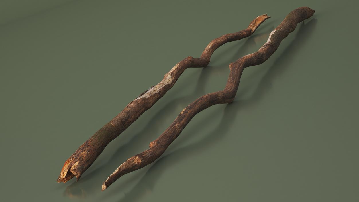 Broken Dry Branch 3D