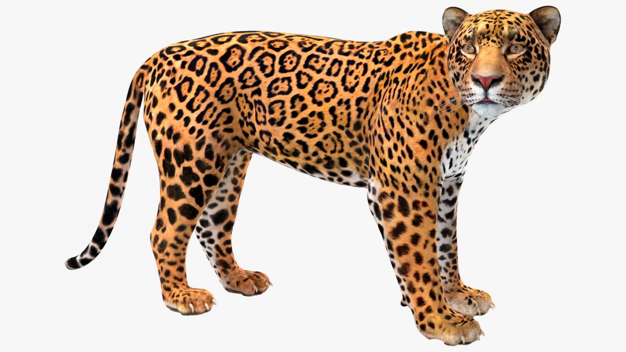 Jaguar Rigged for Cinema 4D 2 3D model