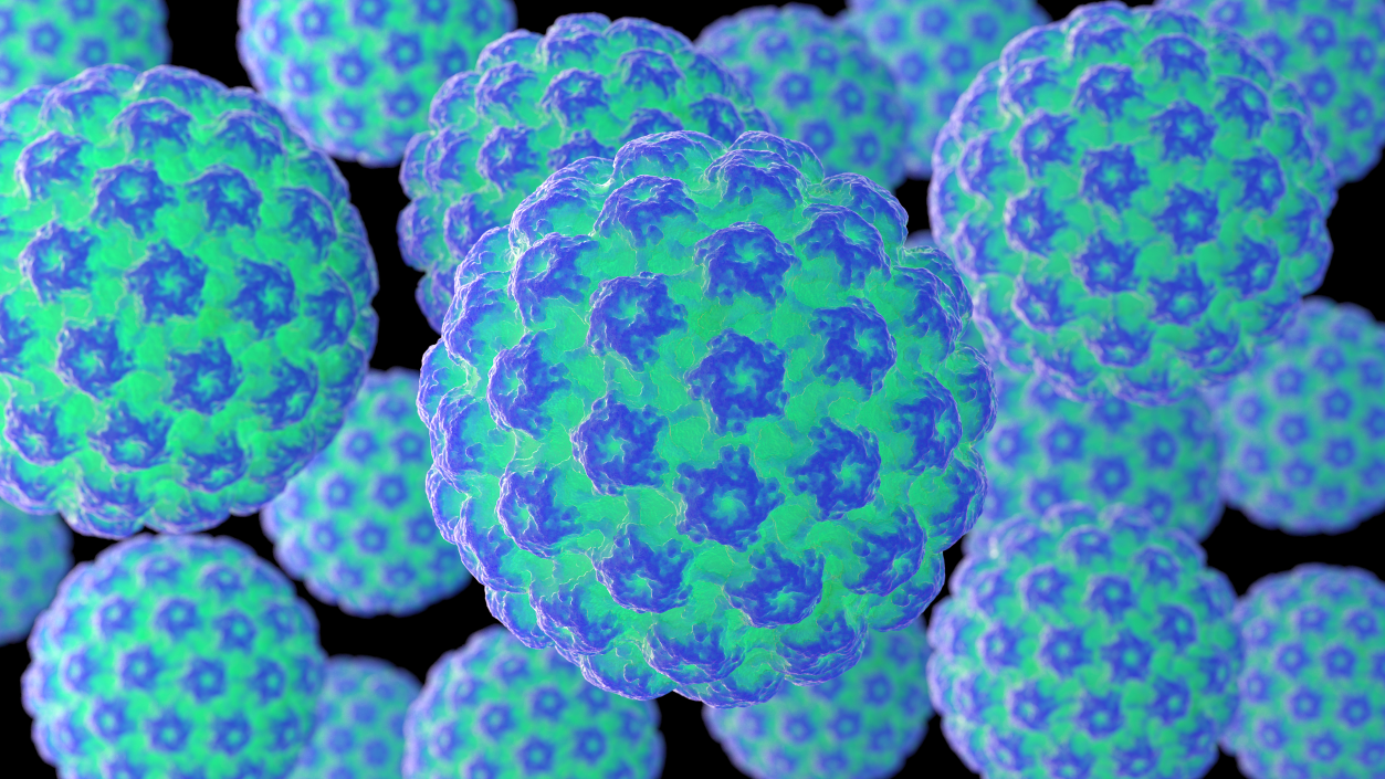 3D model Human Papilloma Virus HPV