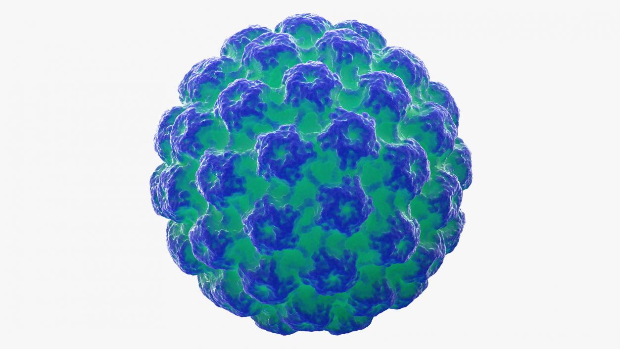 3D model Human Papilloma Virus HPV