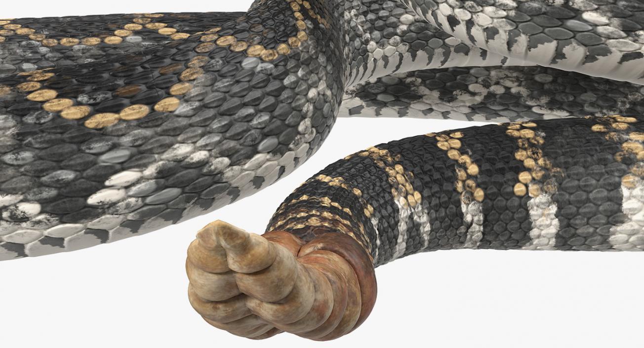 Giant Dark Rattlesnake Rigged 3D model