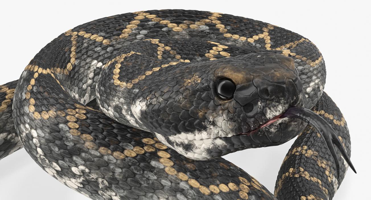 Giant Dark Rattlesnake Rigged 3D model