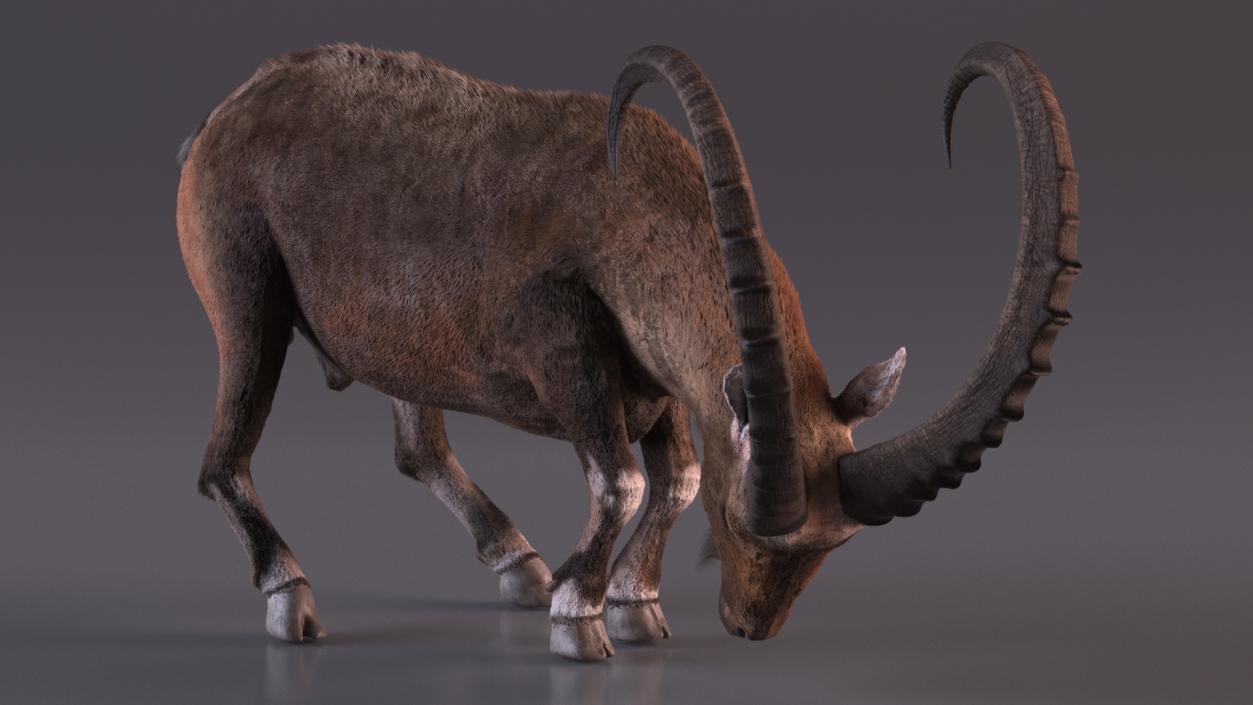 Alpine Ibex with Large Horns Fur 3D