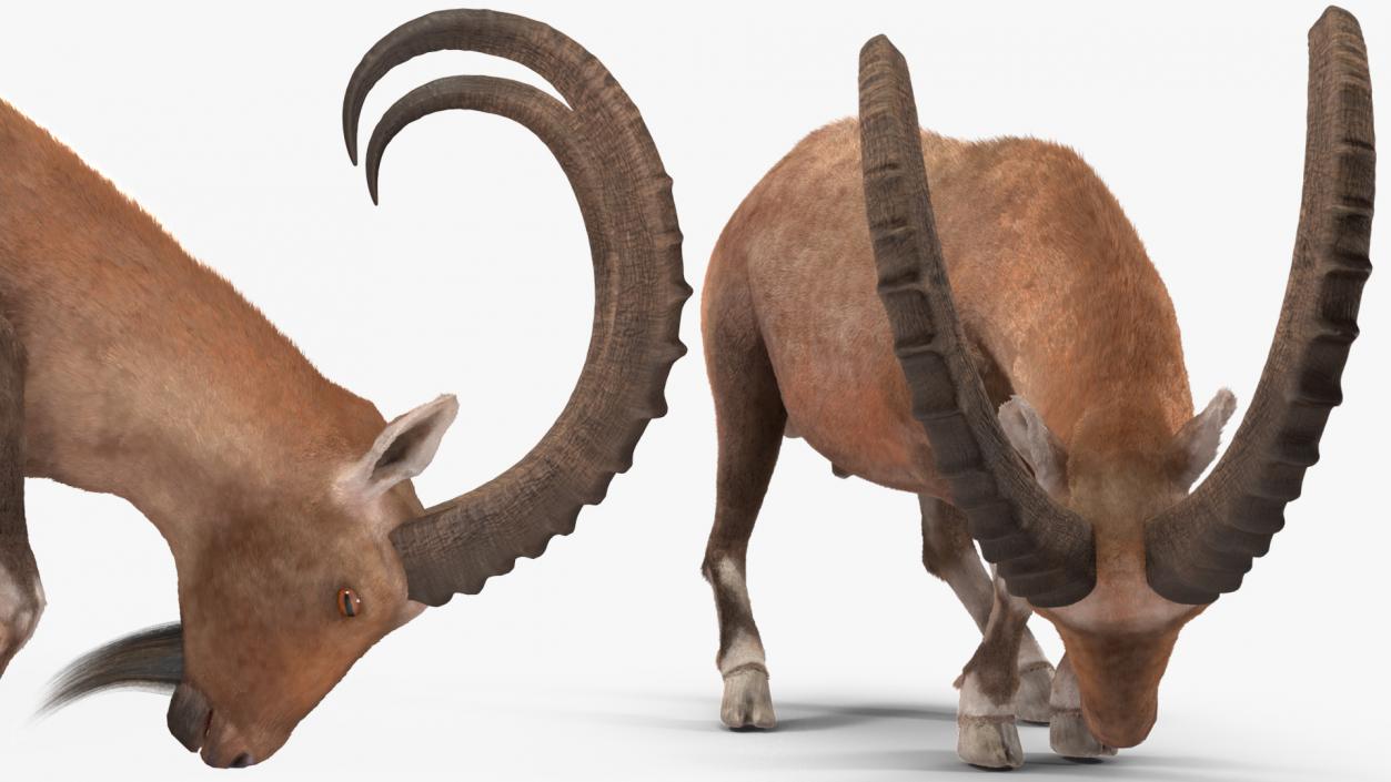 Alpine Ibex with Large Horns Fur 3D