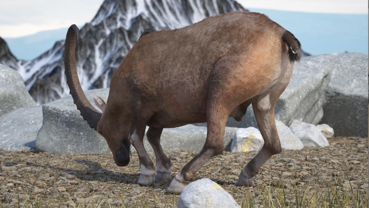 Alpine Ibex with Large Horns Fur 3D