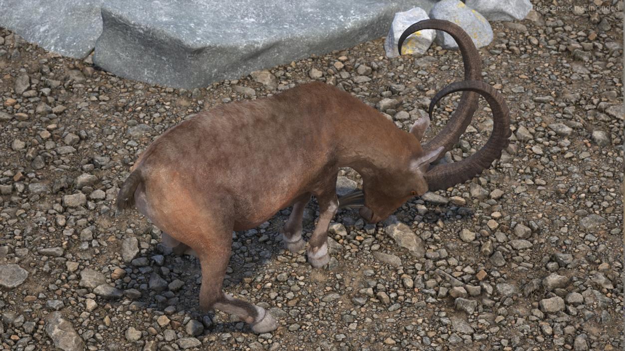 Alpine Ibex with Large Horns Fur 3D