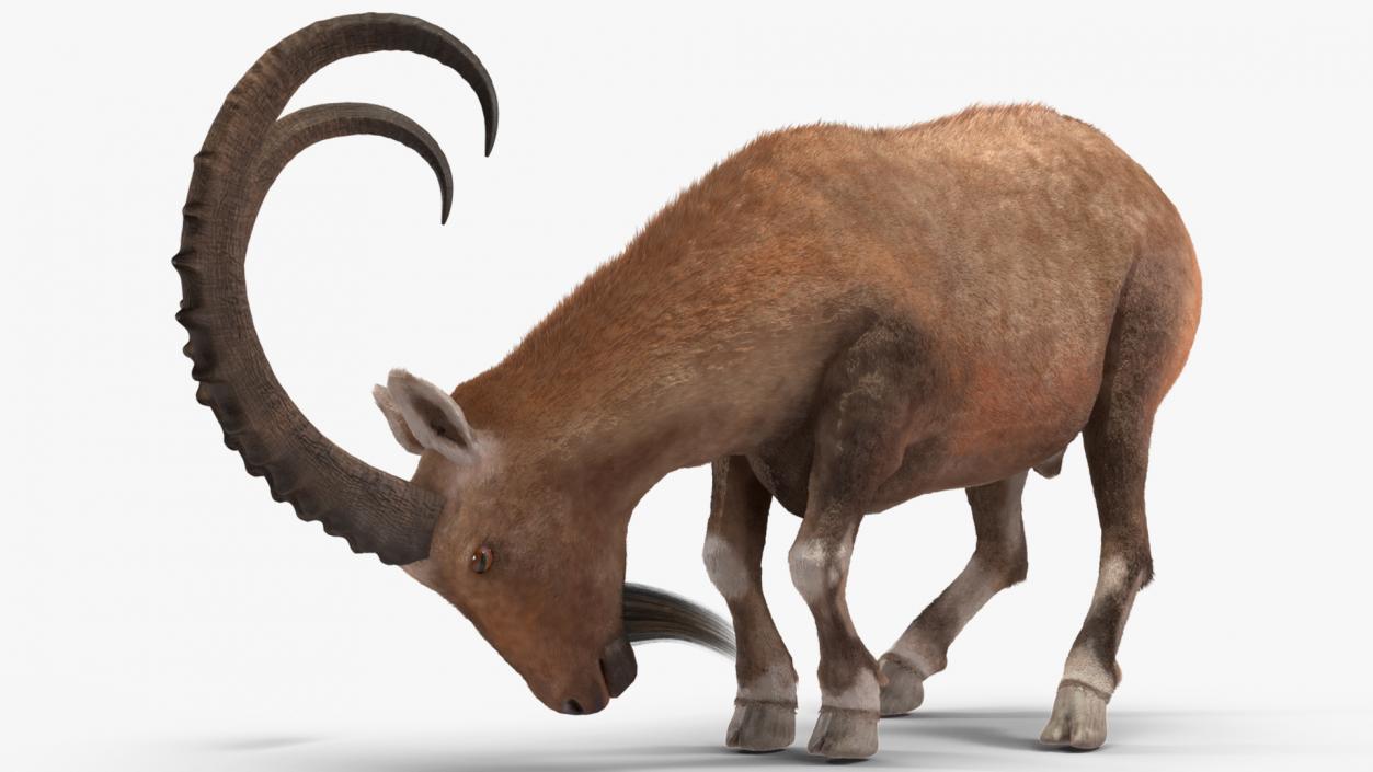 Alpine Ibex with Large Horns Fur 3D