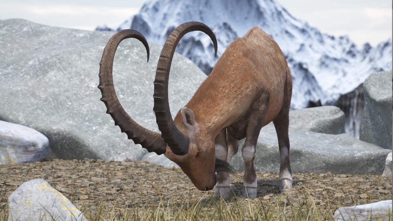 Alpine Ibex with Large Horns Fur 3D