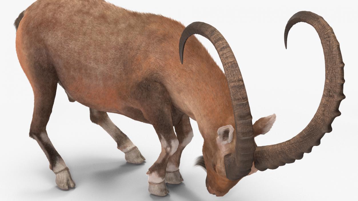 Alpine Ibex with Large Horns Fur 3D