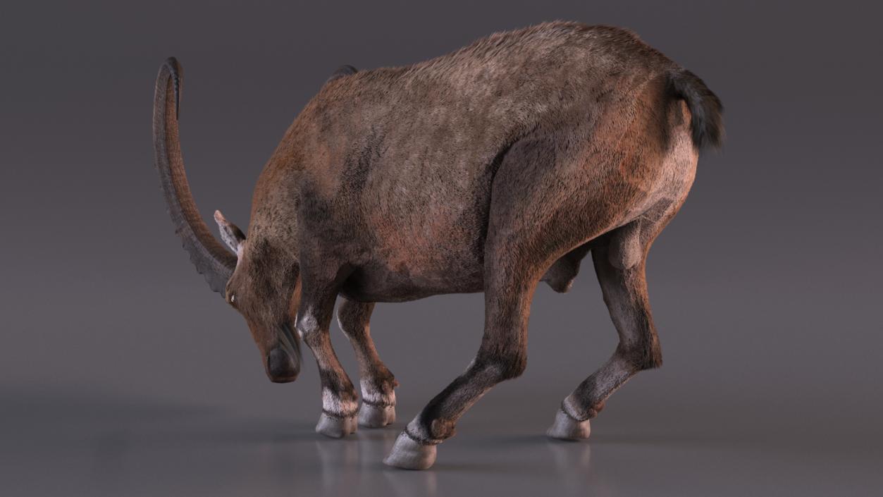 Alpine Ibex with Large Horns Fur 3D