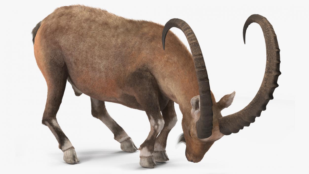 Alpine Ibex with Large Horns Fur 3D