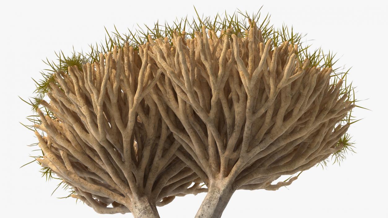 3D Dragon Tree