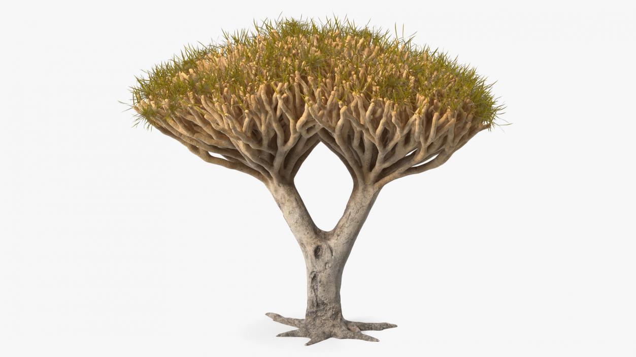 3D Dragon Tree