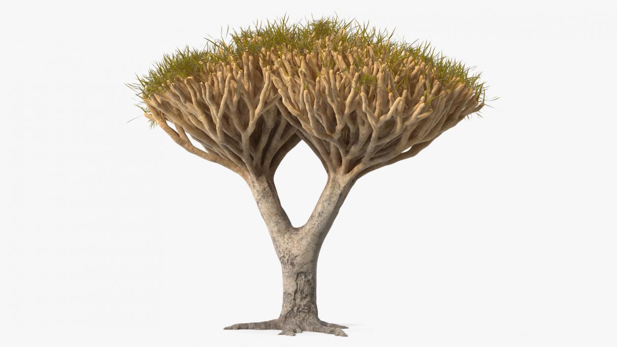 3D Dragon Tree