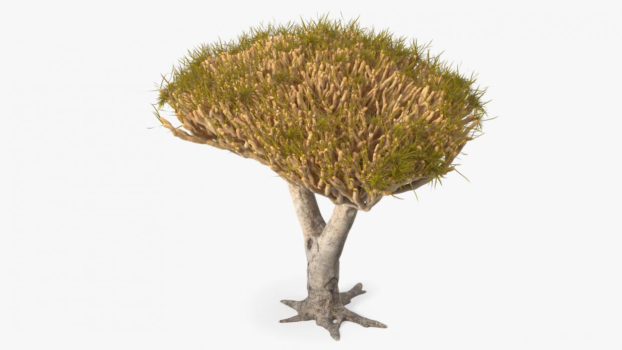 3D Dragon Tree