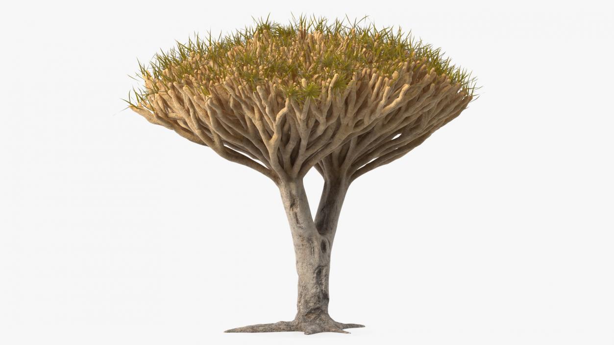 3D Dragon Tree