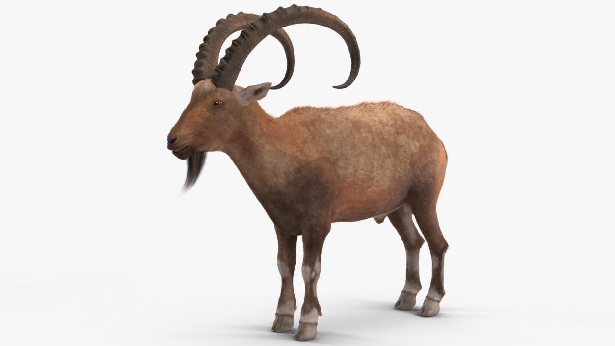 Alpine Ibex Fur 2 3D