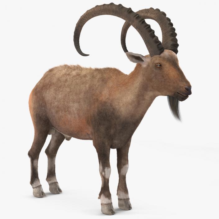 Alpine Ibex Fur 2 3D