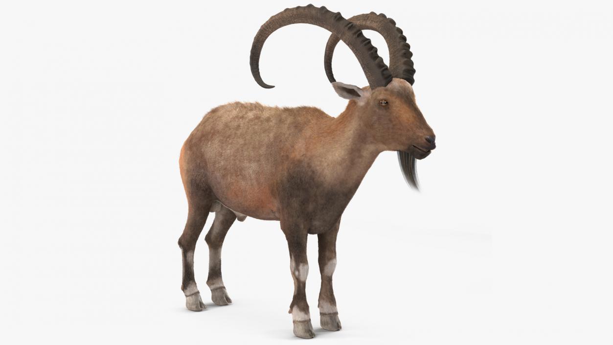 Alpine Ibex Fur 2 3D