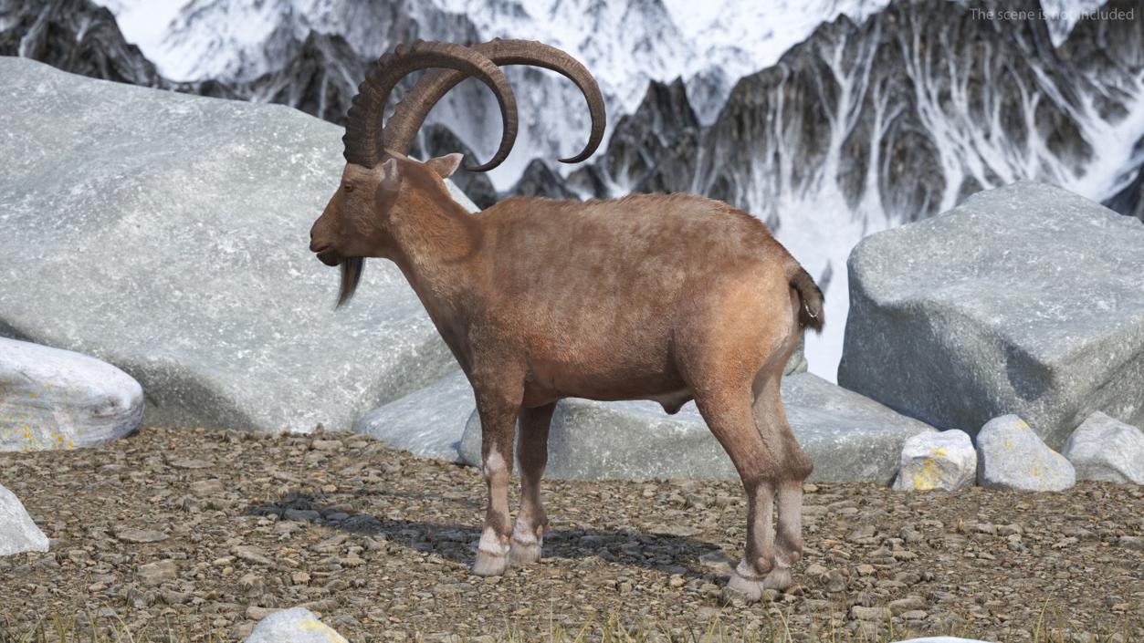 Alpine Ibex Fur 2 3D