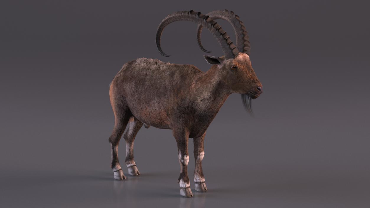 Alpine Ibex Fur 2 3D