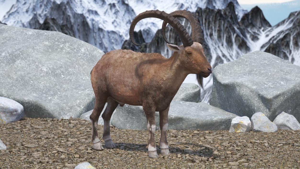 Alpine Ibex Fur 2 3D