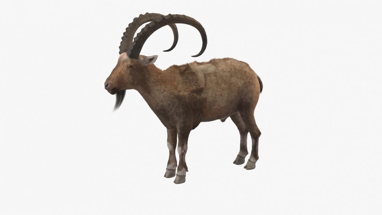 Alpine Ibex Fur 2 3D