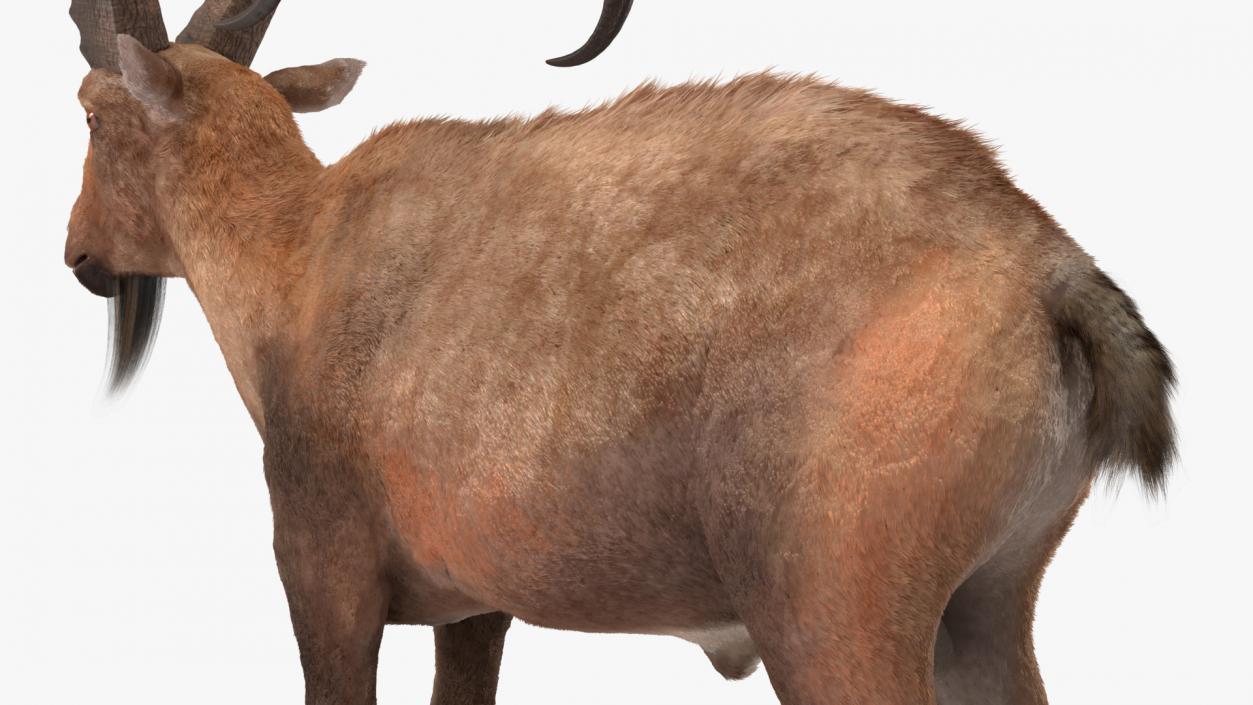 Alpine Ibex Fur 2 3D