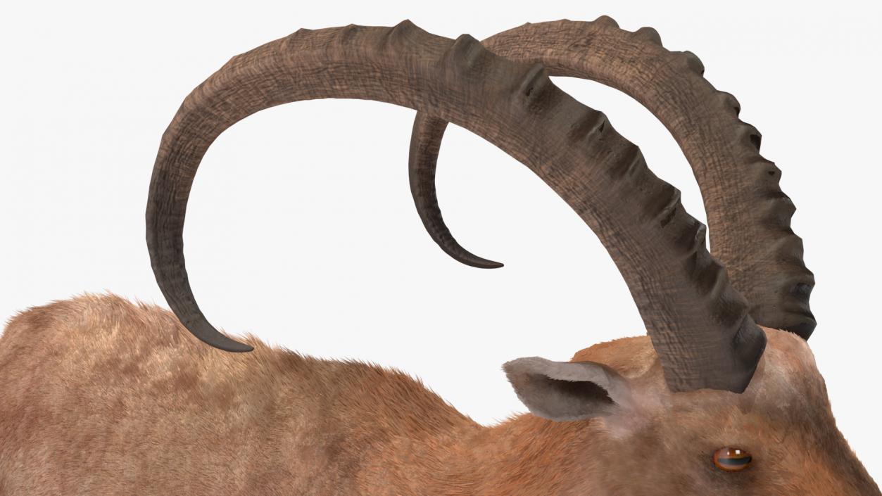 Alpine Ibex Fur 2 3D