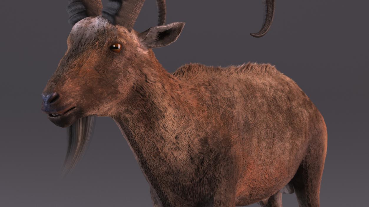 Alpine Ibex Fur 2 3D