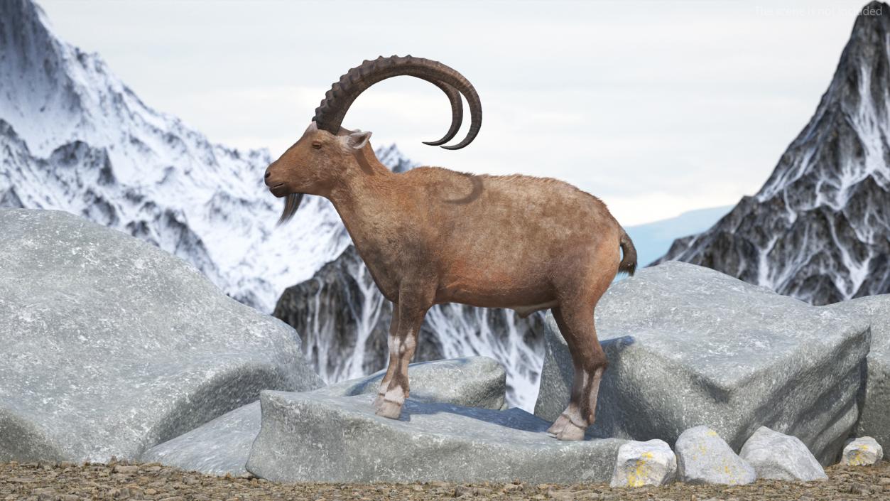 Alpine Ibex Fur 2 3D