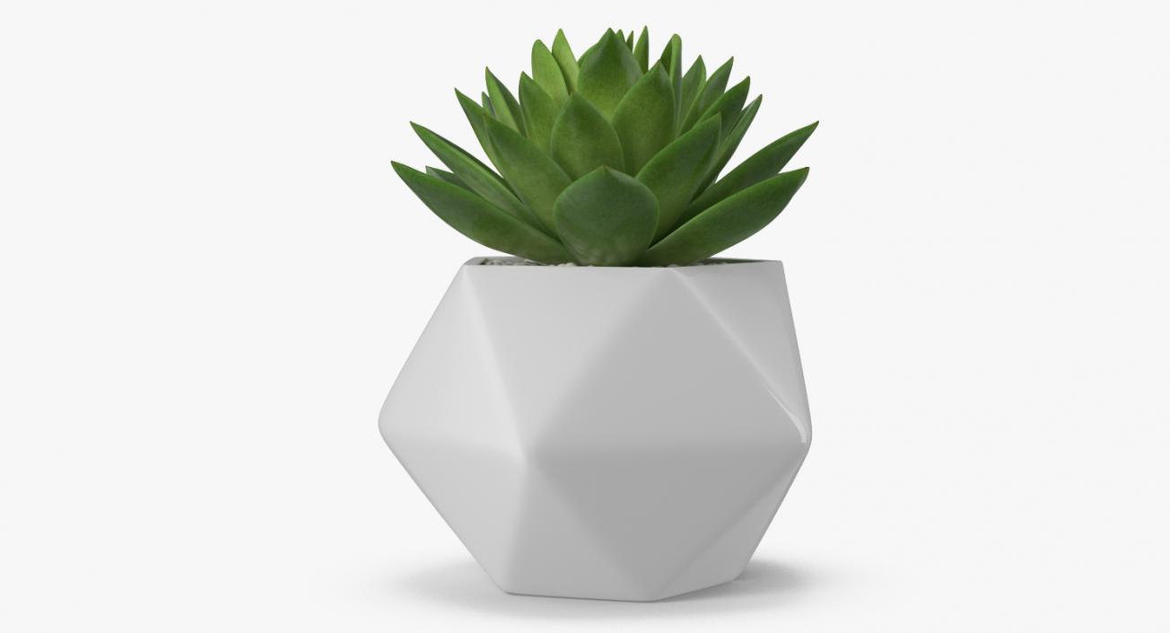 Succulent Echeveria Agavoides 3D model