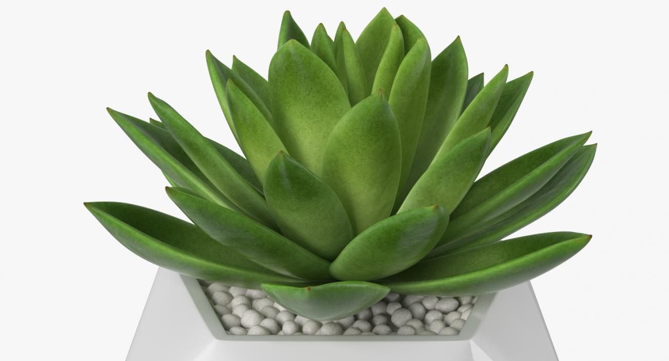 Succulent Echeveria Agavoides 3D model