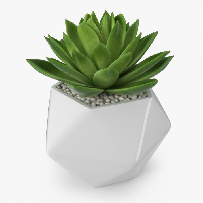 Succulent Echeveria Agavoides 3D model