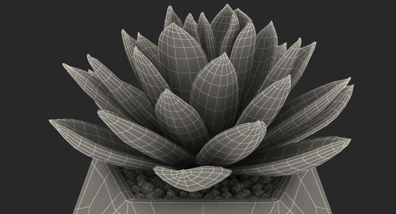 Succulent Echeveria Agavoides 3D model