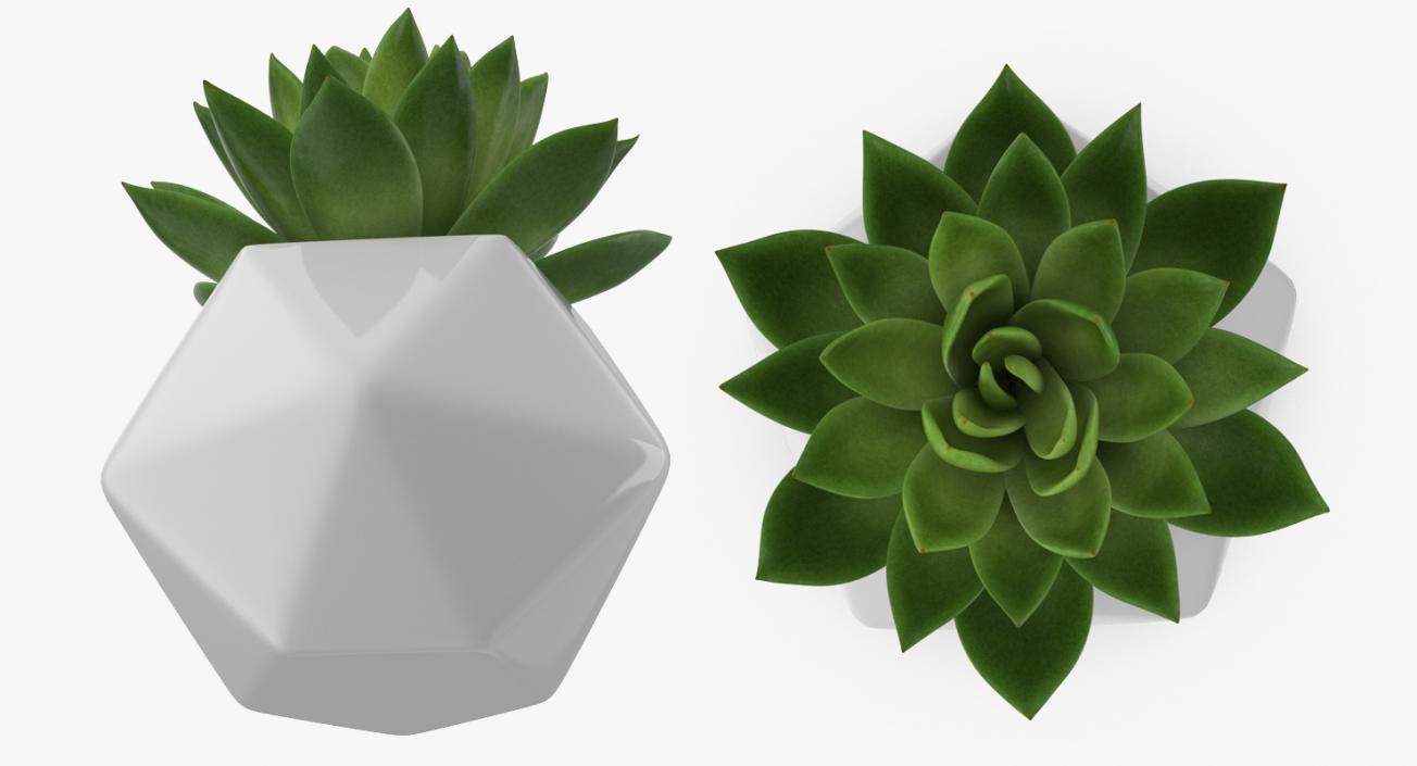 Succulent Echeveria Agavoides 3D model