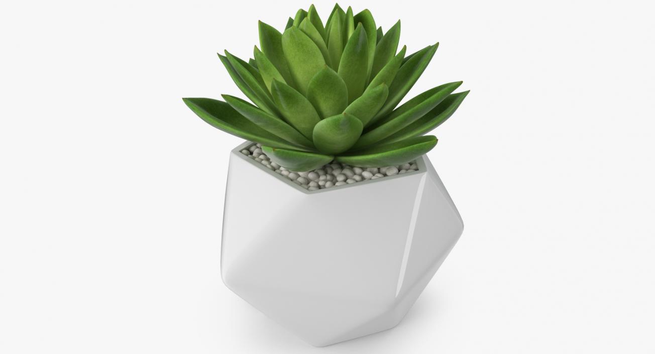 Succulent Echeveria Agavoides 3D model