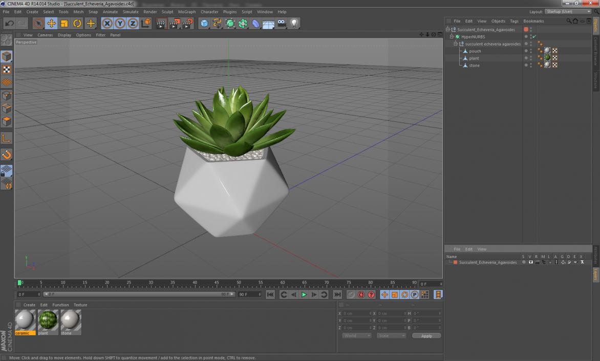 Succulent Echeveria Agavoides 3D model