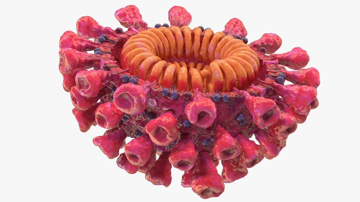 3D model Coronavirus 2019 with Vaccine Collection