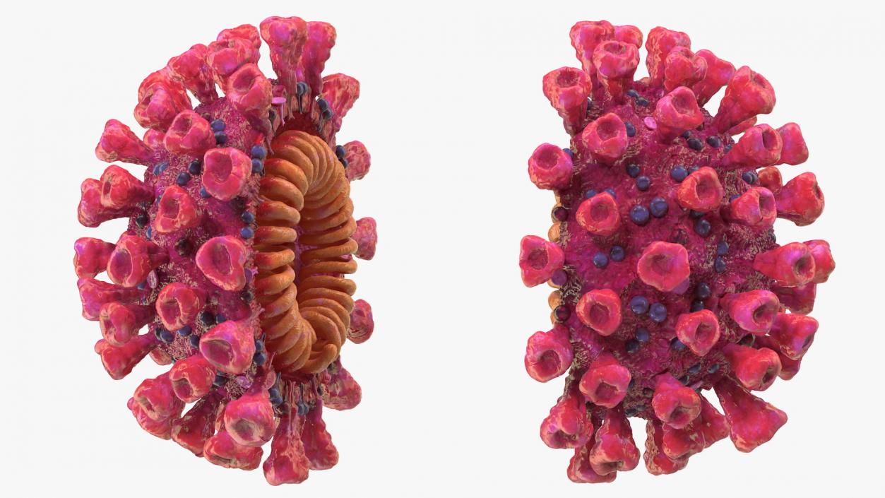 3D model Coronavirus 2019 with Vaccine Collection