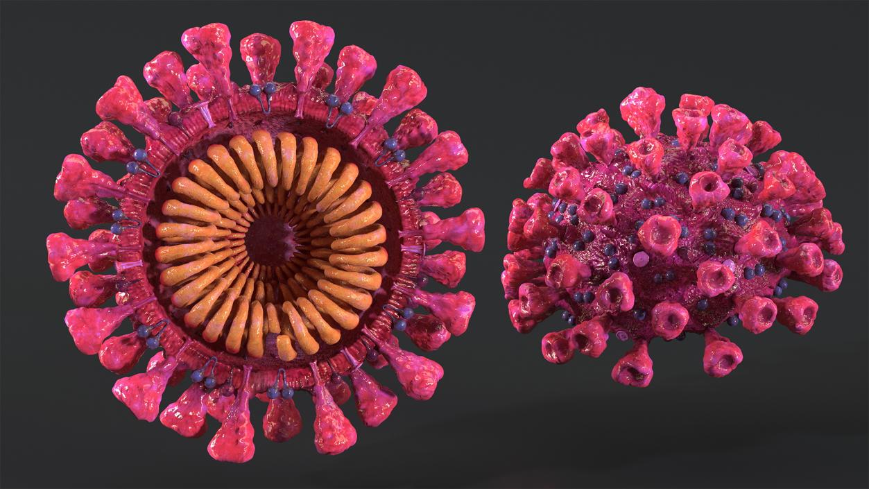 3D model Coronavirus 2019 with Vaccine Collection