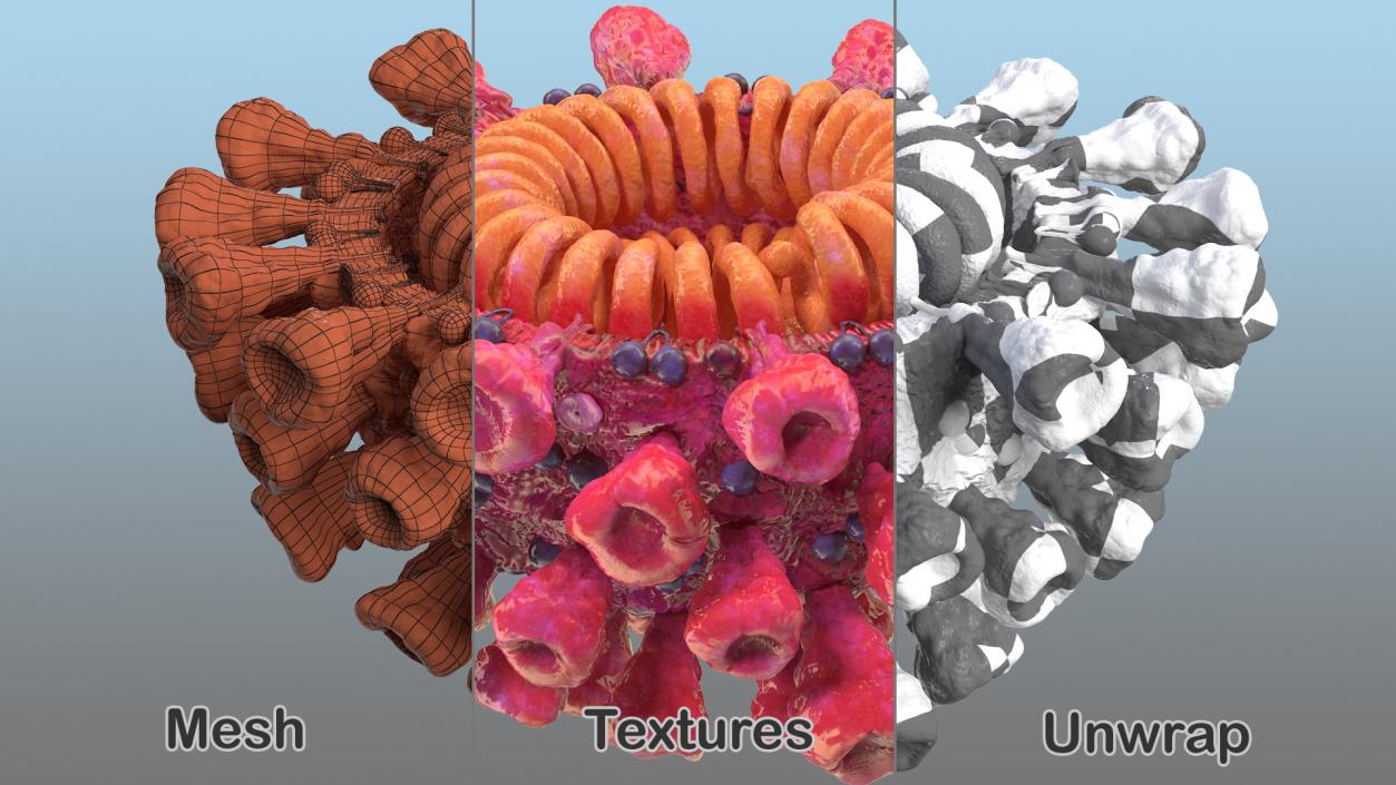 3D model Coronavirus 2019 with Vaccine Collection