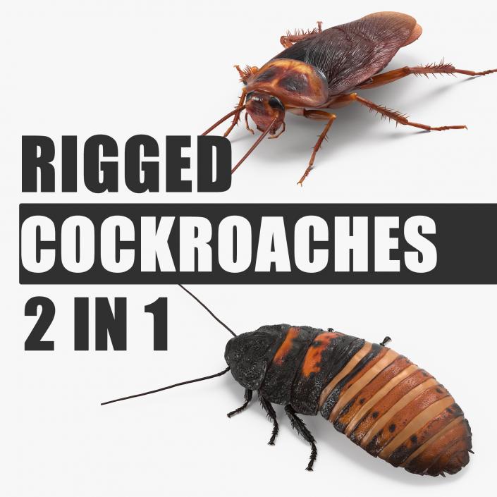 Rigged Cockroaches 3D Models Collection 3D model