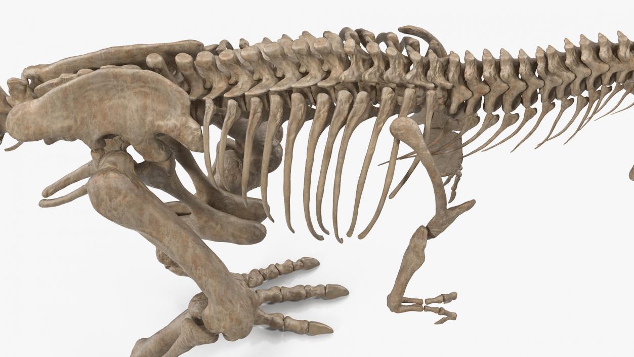 3D Tyrannosaurus Rex with Skeleton Fossil Rigged Collection