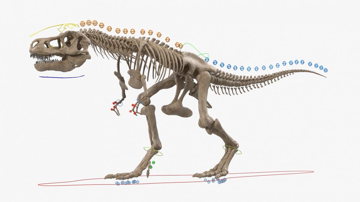 3D Tyrannosaurus Rex with Skeleton Fossil Rigged Collection